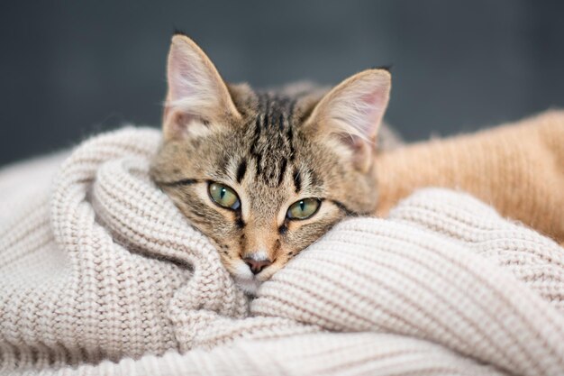 Closeup of a portrait domestic tabby cat's head on a knitted sweater cozy autumn cat's photo high quality photo