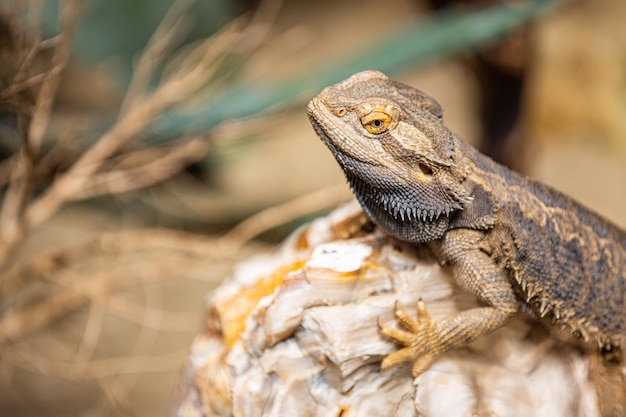 Closeup portrait dragon lizard reptile. Lizard relaxing on stones under natural light