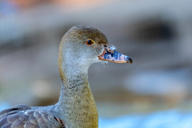 Closeup portrait of a duck in a farm