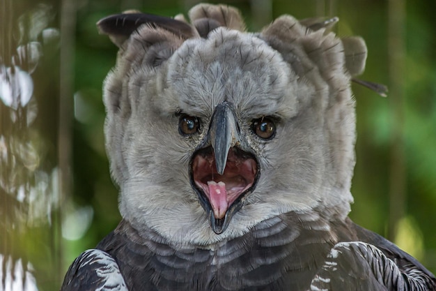 Closeup portrait of an eagle full face