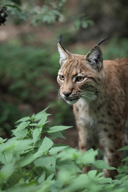 Photo closeup portrait of an eurasian lynx lynx lynxxa