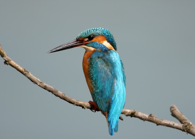 Closeup portrait female of common kingfisher