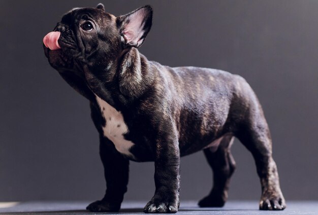 Foto ritratto del primo piano del cane bulldog francese sorridente divertente e vista frontale dall'aspetto curioso isolata su fondo nero