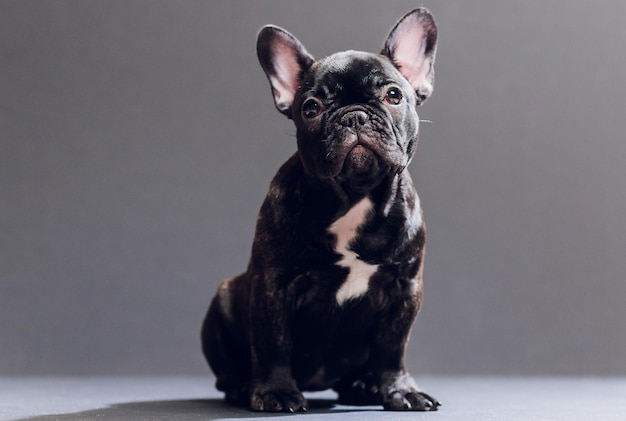 Closeup Portrait of Funny Smiled French Bulldog Dog and Curiously Looking Front view Isolated on black background