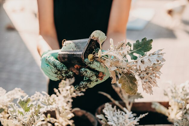 庭師のクローズアップの肖像画は、庭の植木鉢に花を植えて植え替えます...