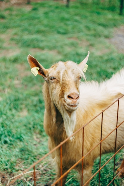 Closeup portrait of a goat on a goat farm