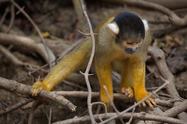 Photo closeup portrait of golden squirrel monkey saimiri sciureus sitting on branch and playing bolivia