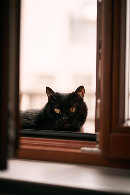 Closeup portrait of a gorgeous domestic pet A black cat sits on a window sill