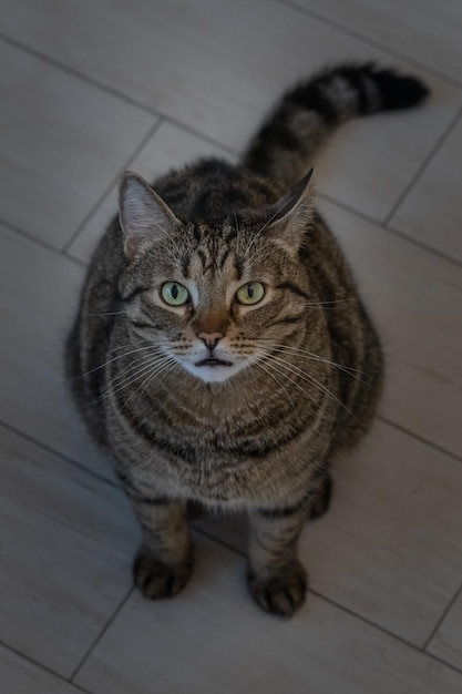 Closeup portrait of a gray cat with yellow eyes vertical photo