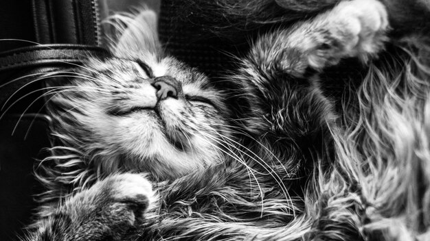 Closeup portrait of a gray striped domestic catImage for veterinary clinics sites about cats for cat food