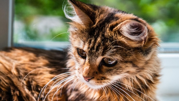 灰色の縞模様の飼い猫のクローズ アップの肖像画キャット フードの猫に関する動物病院サイトの画像