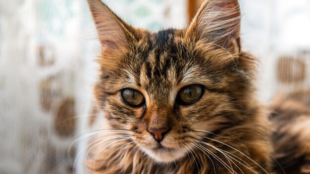 灰色の縞模様の飼い猫のクローズ アップの肖像画キャット フードの猫に関する動物病院サイトの画像