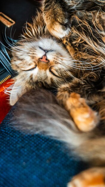 Foto ritratto del primo piano di un gatto domestico a strisce grigieimmagine per siti di cliniche veterinarie sui gatti per cibo per gatti