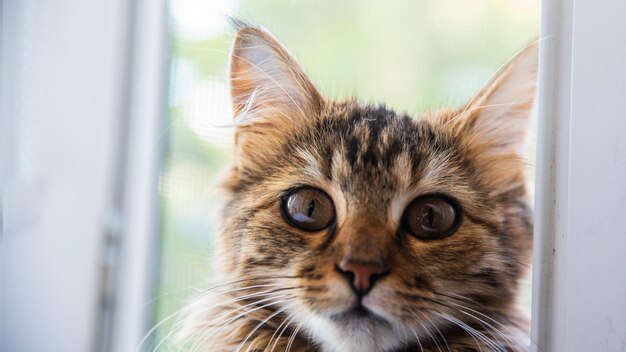 灰色の縞模様の飼い猫のクローズ アップの肖像画キャット フードの猫に関する動物病院サイトの画像