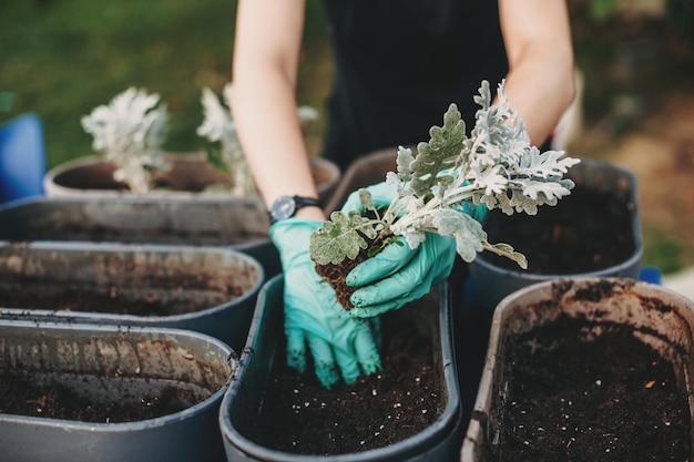 토탄 냄비에 묘목을 든 정원사의 손을 장갑에 손을 넣은 클로즈업 초상화는 식물을 둡니다...