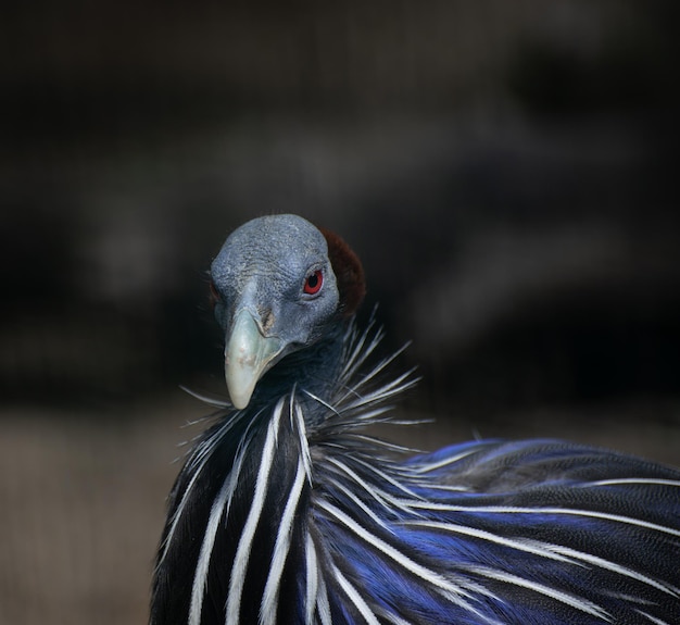 Крупный план портрета цесарки в шлеме numida meleagris, дикой африканской птицы с ярко-синим феа