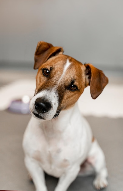 Closeup portrait of a jack russell dog looking at camera with interest