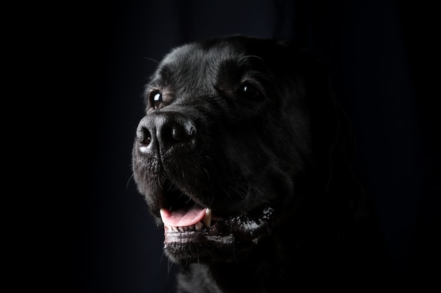 Closeup Portrait of Labrador Dog