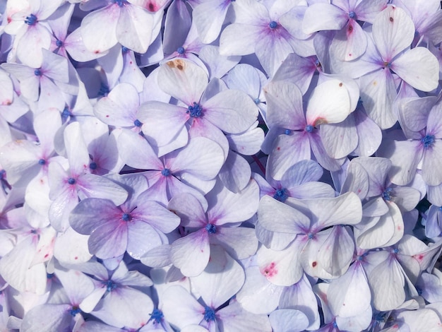 A closeup portrait of a lilac hortensia or hydrangea flower
