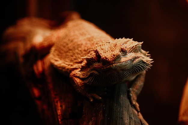 The closeup portrait of the lizard is very charming