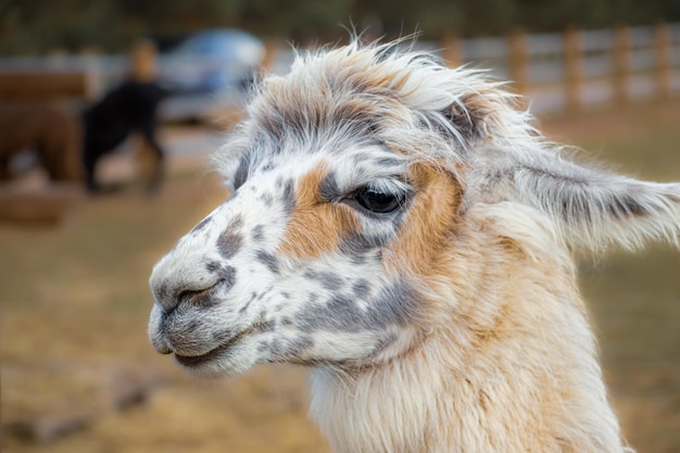 Closeup portrait of a llama A cute fluffy rural animal