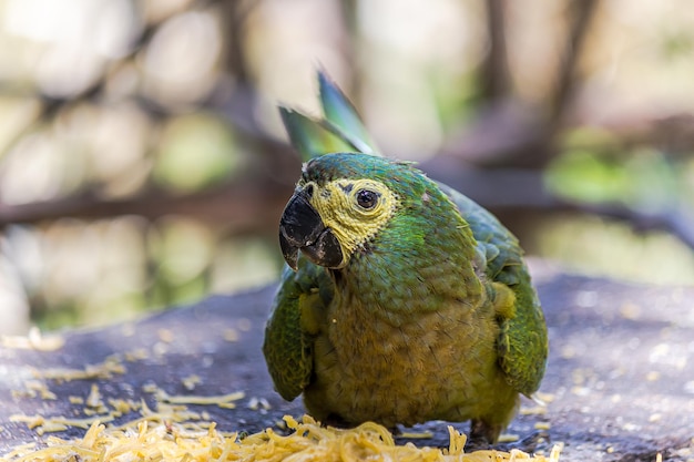 Closeup portrait of a macaw sitting and eating pasta