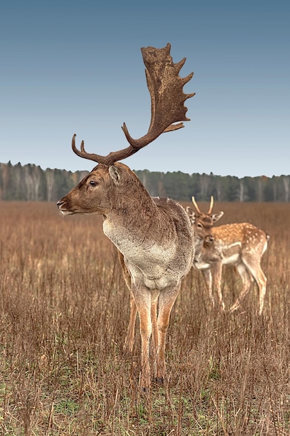 Closeup portrait of a majestic deer with large antlers autumn in the afternoon in a clearing forest