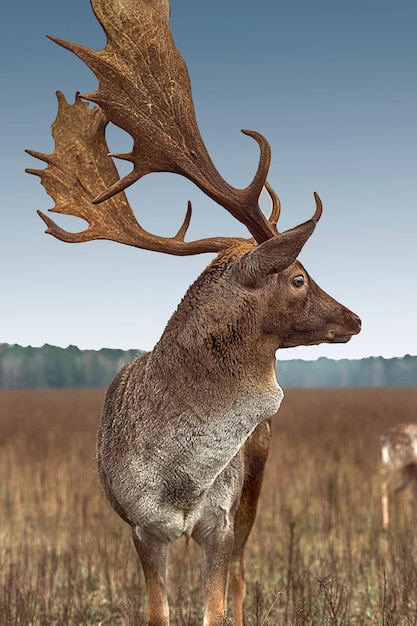 Closeup portrait of a majestic deer with large antlers autumn in the afternoon in a clearing forest