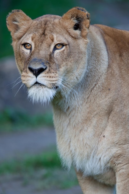 Closeup portrait of a majestic lioness Panthera Leo