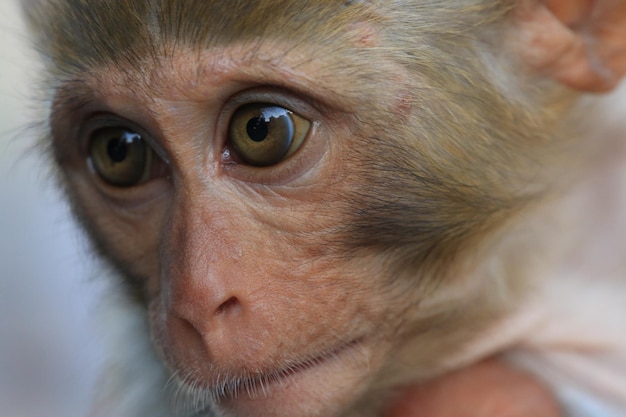 closeup portrait of a monkey