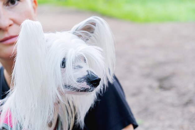 Closeup portrait of the muzzle of a purebred dog