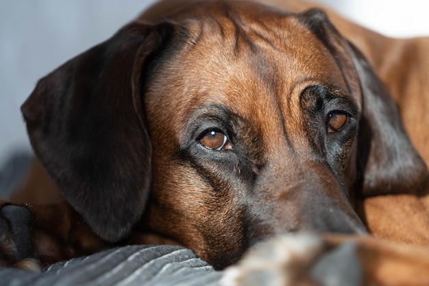 Фото Крупным планом портрет родезийского риджбека, задумчивый взгляд собаки