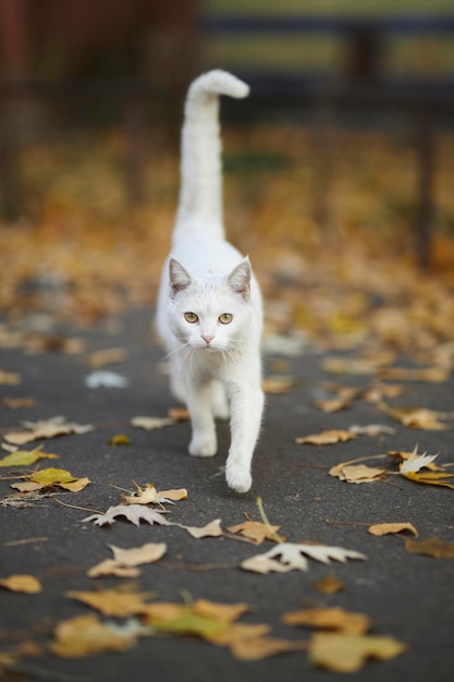 通りのホームレスの白い猫のクローズアップの肖像画白い通りの猫のクローズアップ