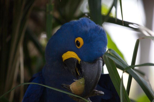 写真 ブルーヒアシンス・アカウ (anodorhynchus hyacinthinus) が果物を食べている