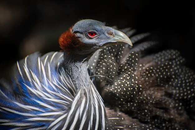 写真 明るい青のホロホロ鳥鳥ヌミダ メレアグリスのアフリカの野生の鳥のクローズ アップの肖像画