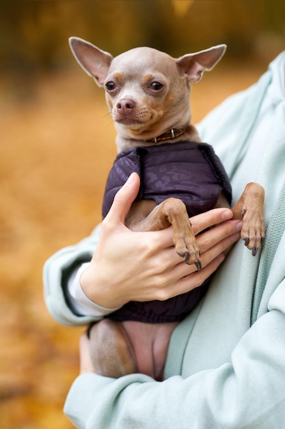 写真 秋の公園のおもちゃのクローズアップの肖像画かわいい小型犬の肖像画