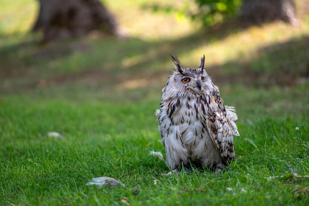Closeup portrait of an owl isolated on a natural background with copy space