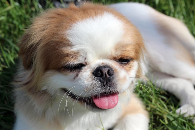 Closeup portrait of a Pekingese dog in nature