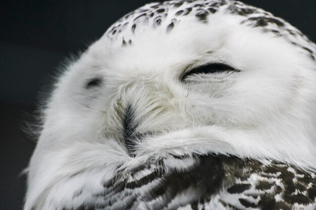 Closeup portrait of a polar owl