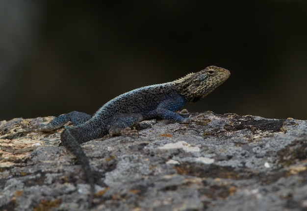 Closeup portrait of a rainbow agama agama agama sunbaking on rocks lake tana gorgora ethiopia