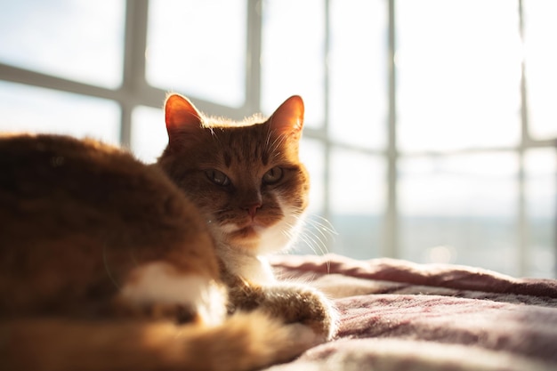 Closeup portrait of red cat lying on plaid on background of panoramic window