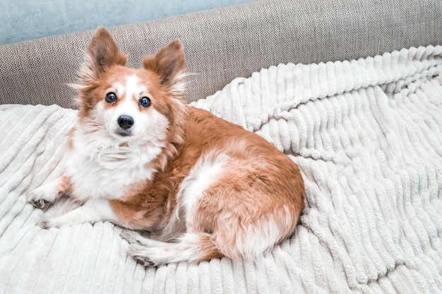 Closeup portrait of red dog. Funny dog. Cute dog