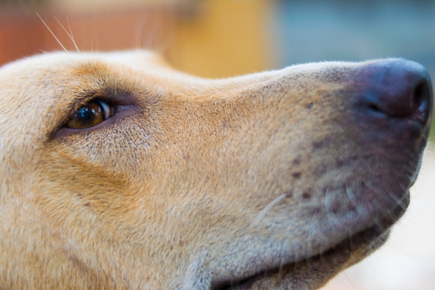 Ritratto del primo piano del cane rosso