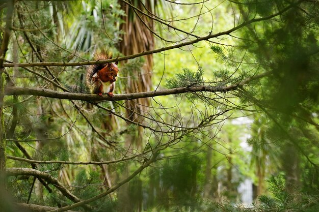 Closeup portrait of red squirrel perched on the branch