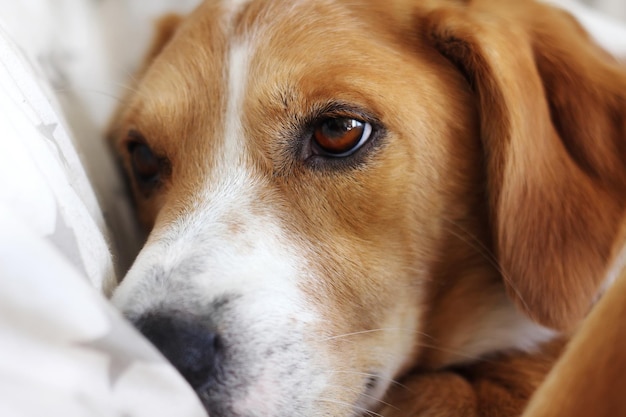 Foto ritratto del primo piano del cane triste