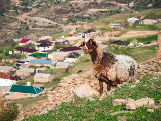 Premium Photo | Closeup portrait of a sheep with dirty wool. funny sheep on  the background of a mountain village. dagestan.