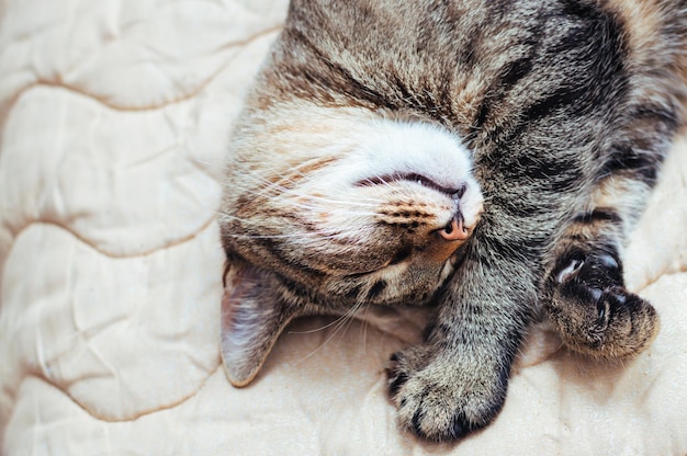 침대에 잠자는 고양이의 근접 촬영 초상화