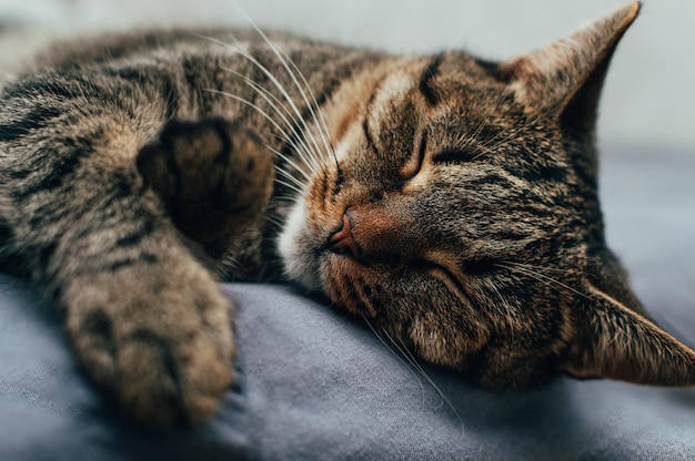 Closeup portrait of a sleeping cat on the bed