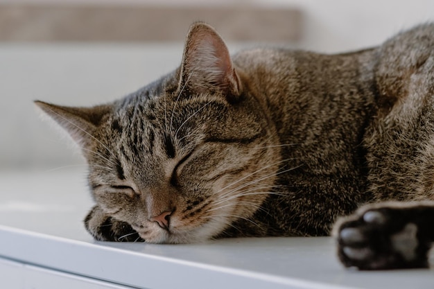 Closeup portrait of a sleeping cat