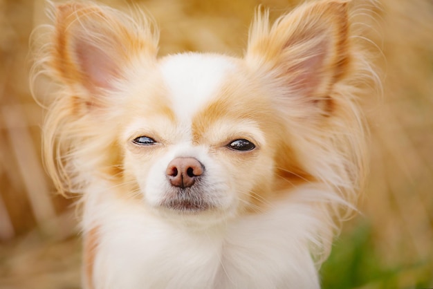 Closeup portrait of a small Chihuahua dog Animal pet